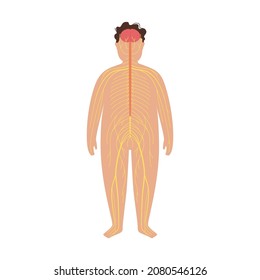 Human Nervous System, In Child Silhouette. Network Of Nerves CNS And PNS Systems. Cerebellum, Brain And Spinal Cord Conducts Impulses To Body Parts. Sensory Receptors Medical Flat Vector Illustration.