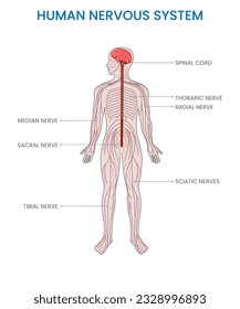 The human nervous system is a complex network of nerves and cells that coordinate and transmit signals, enabling communication and control throughout the body's functions and responses.