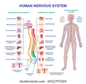 Human Nervous System Diagram. Medical infographic with sympathetic and parasympathetic nerves connected to organs, brain and spinal cord. Cartoon flat vector illustration isolated on white background