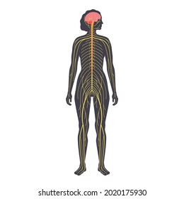 Human nervous system, in female silhouette. Network of nerves CNS and PNS systems. Cerebellum, brain and spinal cord conducts impulses to body parts. Sensory receptors medical flat vector illustration