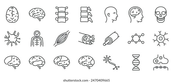 Conjunto de iconos del sistema nervioso humano. Ilustraciones cerebrales, medulares, neuronales, fibras musculares, cráneo, ADN y sinapsis. Vector lineal.