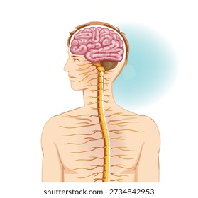 Human Nervous System Illustration Central Nervous System or CNS
