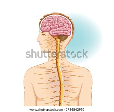 Human Nervous System Illustration Central Nervous System or CNS