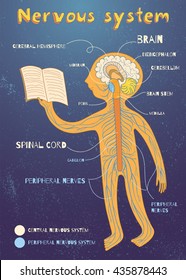 Human nervous system for kids. Vector color cartoon illustration. Human central and peripheral nervous system anatomy scheme. 