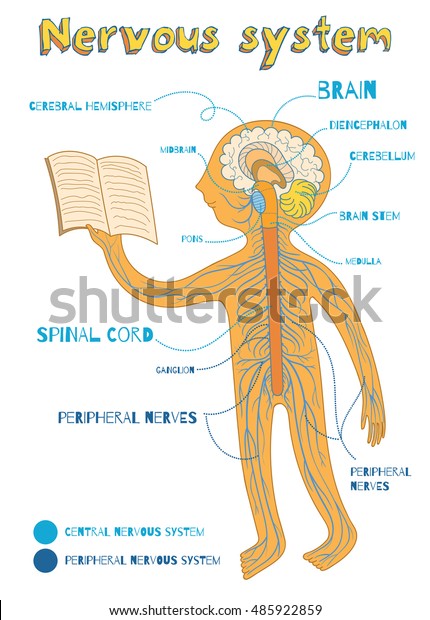 Human Nervous System Kids Vector Color Stock Vector Royalty Free 485922859