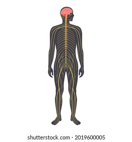 Human nervous system, in male silhouette. Network of nerves CNS and PNS systems. Cerebellum, brain and spinal cord conducts impulses to body parts. Sensory receptors medical flat vector illustration.