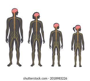 Human nervous system, in man, woman and child silhouette. Network of nerves CNS and PNS systems. Brain and spinal cord conducts impulses to body parts. Sensory receptors medical vector illustration.