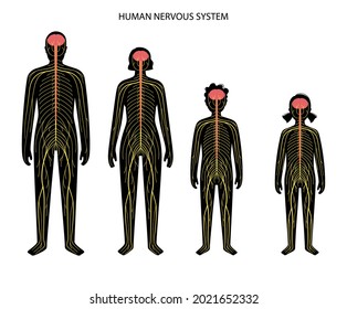 Human nervous system, in man, woman and child silhouette. Network of nerves CNS and PNS systems. Brain and spinal cord conducts impulses to body parts. Sensory receptors medical vector illustration.