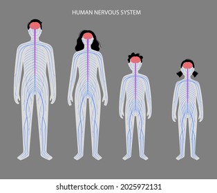 Human nervous system, in man, woman and child silhouette. Network of nerves CNS and PNS systems. Brain and spinal cord conducts impulses to body parts. Sensory receptors medical vector illustration.