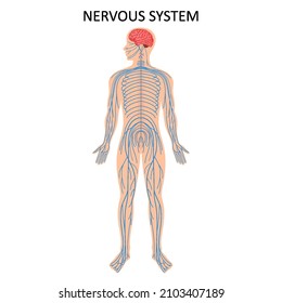 Human nervous system. Medical Education Chart of Biology for Nervous System Diagram. Vector illustration