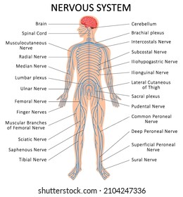 Human nervous system. Medical Education Chart of Biology for Nervous System Diagram. Vector illustration