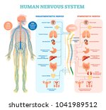 Human nervous system medical vector illustration diagram with parasympathetic and sympathetic nerves and all connected inner organs through brain and spinal cord. Complete guide.
