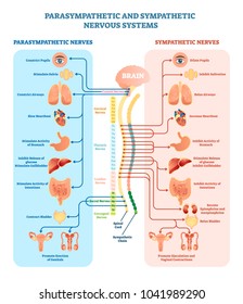 Human nervous system medical vector illustration diagram with parasympathetic and sympathetic nerves and  connected inner organs through brain and spinal cord. Educational information complete guide.