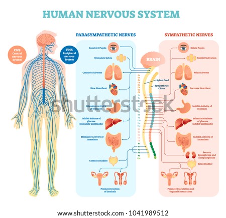 Human nervous system medical vector illustration diagram with parasympathetic and sympathetic nerves and all connected inner organs through brain and spinal cord. Complete guide.