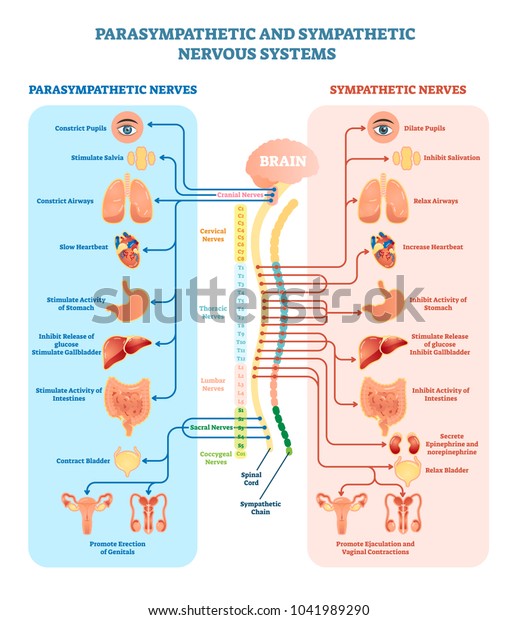 副交感神経と交感神経を持ち 脳と脊髄を介して内臓に接続されたヒト神経系の医療ベクターイラスト図 教育情報の完全なガイド のベクター画像素材 ロイヤリティフリー
