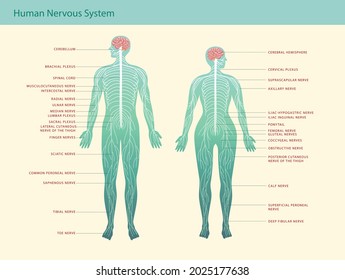 Human Nervous System. Nervous system scheme on man and woman silhouette.