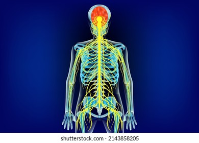 Human Nervous System Shown On Skeleton Stock Vector (royalty Free 