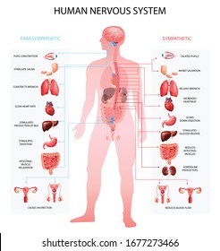 Human nervous system sympathetic parasympathetic info charts with organs depiction and anatomical terminology educational realistic vector illustration 