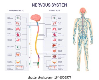 Human nervous system. Sympathetic and parasympathetic nerves anatomy and functions. Spinal cord controls body internal organs vector diagram. Illustration anatomy biology nerve