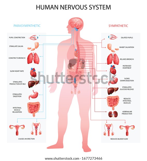 Human nervous system sympathetic\
parasympathetic info charts with organs depiction and anatomical\
terminology educational realistic vector illustration\
