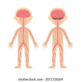 Human Nervous System. Template, Diagram for Lesson of Anatomy and Biology. Front and Back View. Education for Children. Cartoon Flat Style. White background. Illustration for Medical Design. Vector.