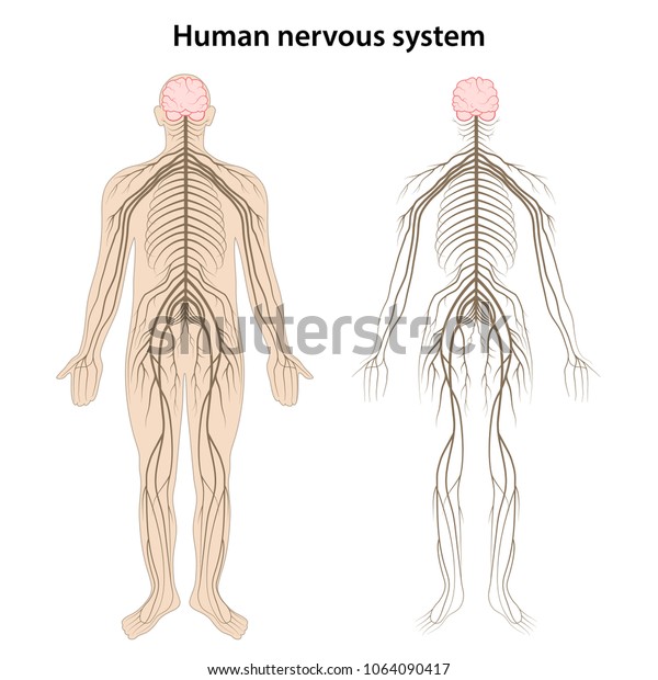 ヒト神経系 ベクターイラスト のベクター画像素材 ロイヤリティフリー