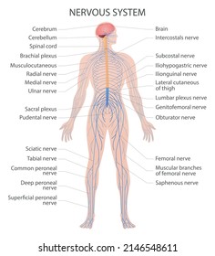 The human nervous system. Vector medical illustration.