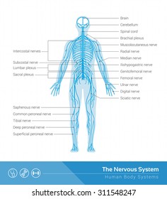 The human nervous system vector medical illustration