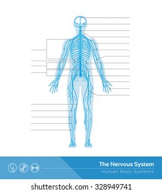 The human nervous system vector medical illustration