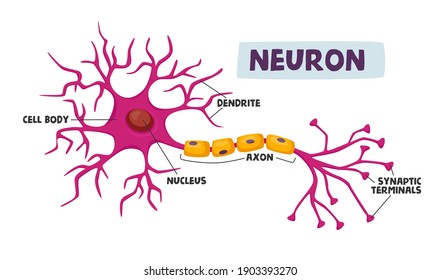 Human Neurons Scheme Infographics Dendrite, Cell Body, Axon and Nucleus with Synaptic Terminals Scientific Medical Infographic, Learning Aid Isolated on White Background. Cartoon Vector Illustration svg