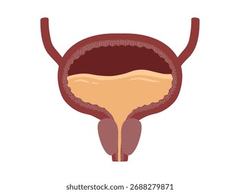 Clip-art da anatomia da bexiga normal humana