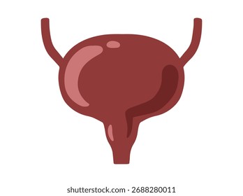Human Normal Bladder Anatomy Clip Art