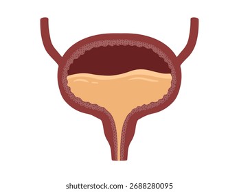 Human Normal Bladder Anatomy Clip Art