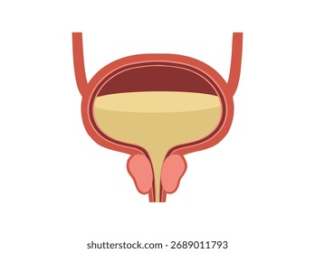 Clip-art da anatomia da bexiga normal humana