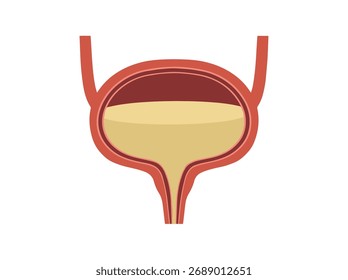 Clip-art da anatomia da bexiga normal humana