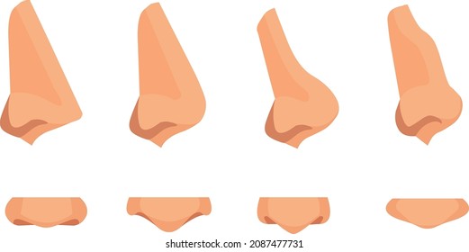 Human Nose Anatomy. Human Nasal Cavity. Human Nasal Passage