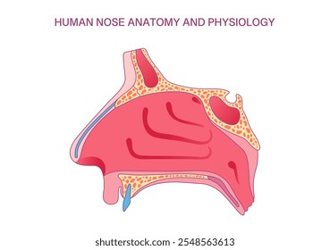 Human Nose Anatomy and Physiology Diagram: Detailed Illustration of Nasal Structure for Medical and Educational Use