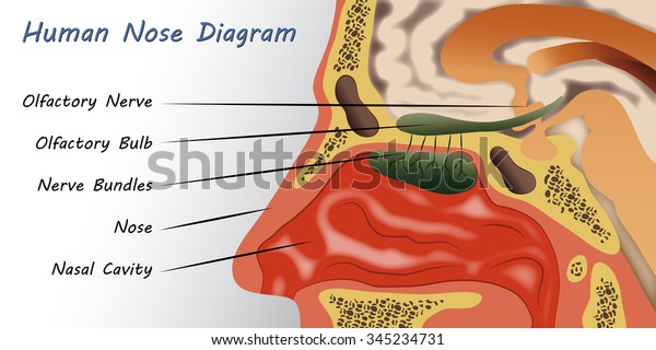 Human Nose Diagram Stock Vector (Royalty Free) 345234731