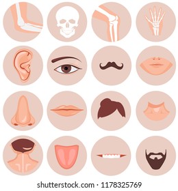 Human nose, ear, mouth mustache hair and eye neck back tongue tooth thoart clavicle lips beards knee elbow wrist set, Vector illustration