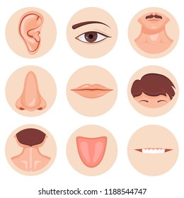 Human nose, ear, mouth mustache hair and eye neck back tongue tooth set, Vector illustration