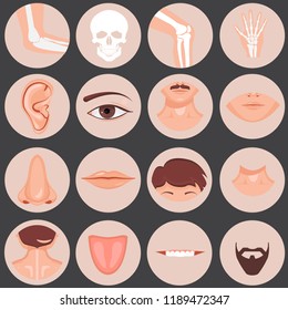 Human nose, ear, mouth mustache hair and eye neck back tongue tooth thoart clavicle lips beards knee elbow wrist set, Vector illustration