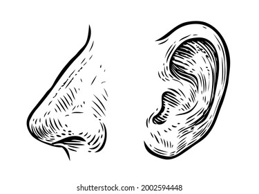 Human nose, ear sketch. Hand drawn illustration in vintage engraving style