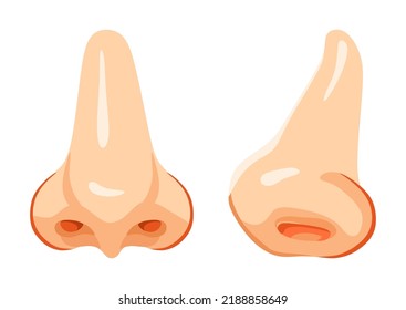 Human Nose Realistic Vector Illustration