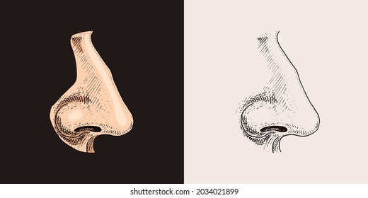 Human nose. Sense organ anatomy illustration. engraved hand drawn in old sketch and vintage style. face detailed.