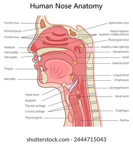 Human nose and throat anatomy with labeled parts, suitable for medical study structure diagram hand drawn schematic vector illustration. Medical science educational illustration