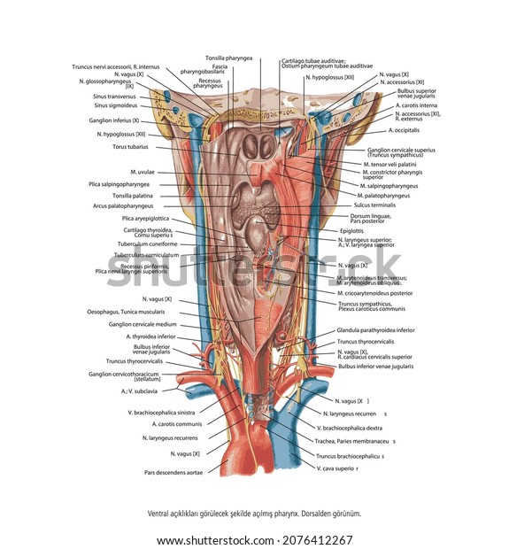 Human open mouth anatomy and visual aid of\
dentistry. The structure of the oral cavity. Human mouth anatomy\
model with subtitles. Infographic design for education poster. Flat\
design - illustrasyon