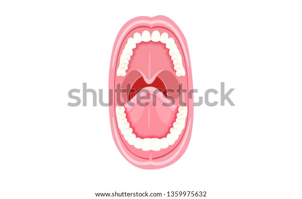 Human Open Mouth Oral Cavity Sublingual Stockvektor Royaltyfri 1359975632