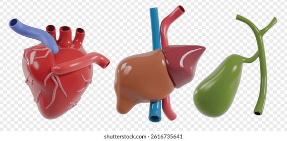 Human Organ 3d icon render clipart 