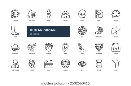 human organ anatomy healthcare medical internal detailed outline line icon set