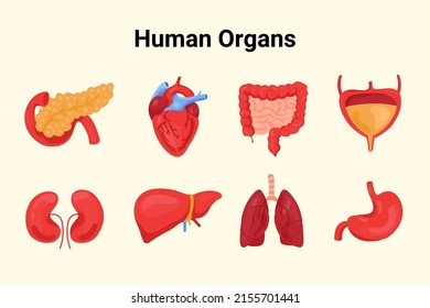 Виски орган человека